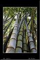 MG_4666 copie