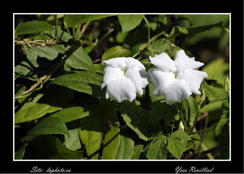 MG_4668 copie