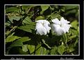 MG_4668 copie