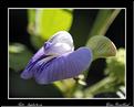 MG_4671 copie