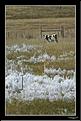 MG_7332 copie